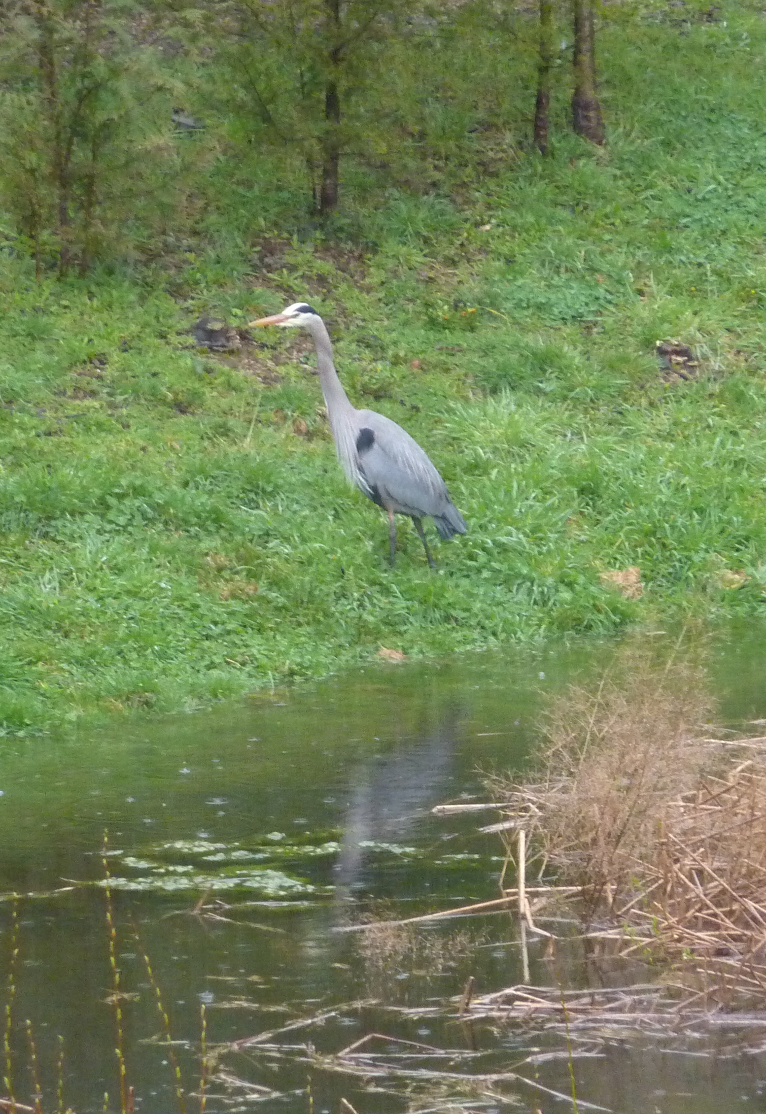 Pond visitor