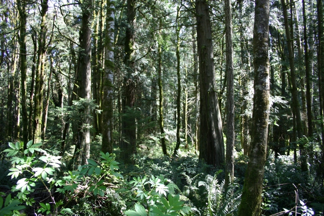 The Grand Forest of Bainbridge Island